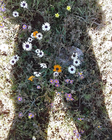 Cape West Coast flowers